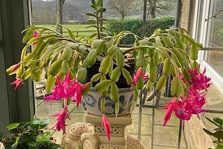 Embracing the Festive Charm of the Christmas Cactus