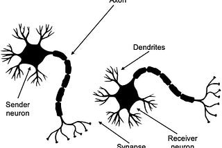 An Intro To The World of Connectomics