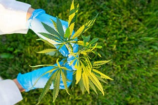 How To: Succeeding in the Cannabis Industry