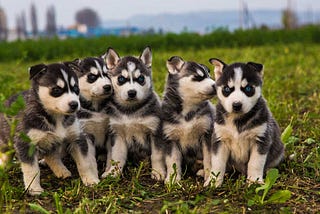 Husky Puppies: Basic Care, Feeding, Education | Pets Feed