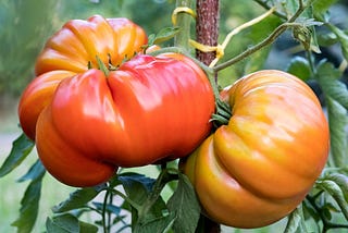 Grow heirloom tomato varieties in your home garden.