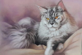 Portraits of the Big Maine Coon