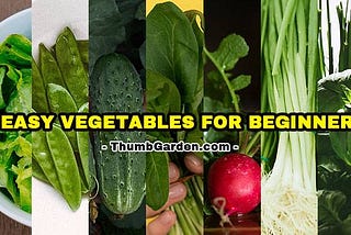 7 Easy Vegetables for Beginners