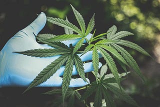 hand with blue glove touching marijuana leaf