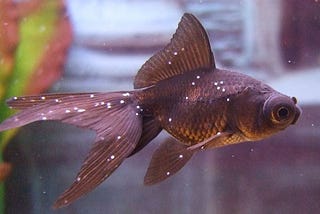 How to Treat Ich (Ichthyophthirius Multifilis) in Aquarium Fish
