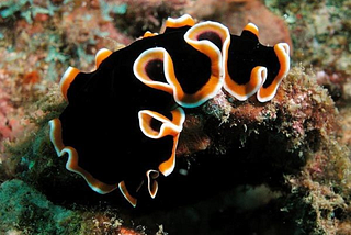 The weird sex life of a flatworm: And you thought our mating was complicated?