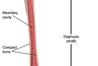 #1 Epiphyseal Plate — Growth Plate Functions