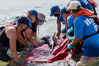 From Selfies to Saviors: How Social Media Rescues Animals in Tourism