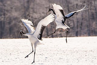 5 Core Benefits of 5 Animal Frolics Qi Gong