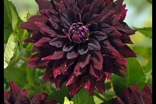 Rip City Dahlia A Vibrant Flower with a Bold Name