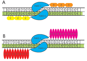 TALEN Simplified