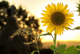 The Summer Breeze