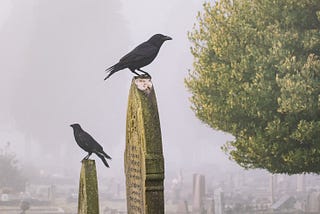 Find Inspiration in the World Around You: Crows