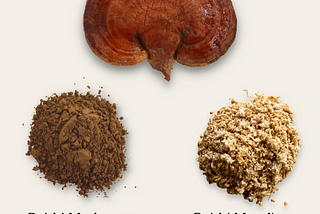 Reishi extract powder vs mycelium on grain
