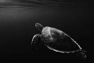 The miracle of the first turtle…