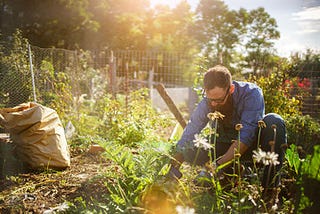 How to Start an Organic Garden