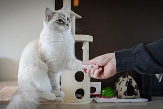 How to train a Cat | Kittens : Tips and Tricks