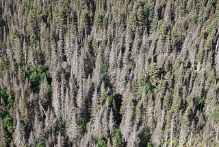 Budworm, fire, and forests: Uncovering the ecological impacts of spruce budworm