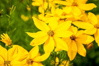 Como cultivar e cuidar da Coreopsis (Tickseed)