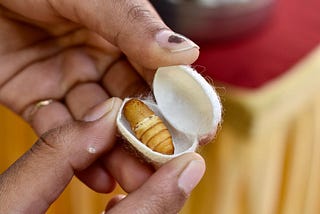 On a Loop with Insects — A Story on Loopworm’s Recombinant Protein Platform, Pet Superfood…