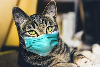 Coronavirus(COVID-19) and Pets: Can My Dog or Cat Get Coronavirus?