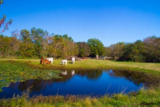 Far away from India, a Vedic ecosystem rises in Texas Gaushala