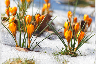 Spring Flowere breaking through the snow as winter goes into Spring