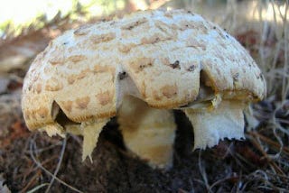 Agaricus augustus is edible or toxic?