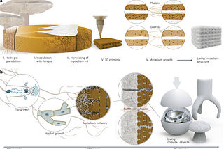 (a) Schematic of a fabrication workflow: hydrogel granulation, fungal inoculation, harvesting of mycelial bioink, and 3D printing followed by hyphal network growth under different architectural patterns (Phalanx vs. Guerrilla) leading to a structured mycelium scaffold. (b) Multiscale view of hyphal growth and tip extension, network formation, self-healing capabilities, and resulting living structures — ranging from microscale fusion to engineered, centimeter-scale objects.