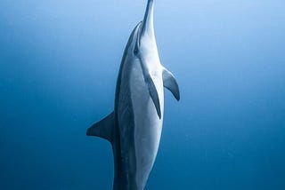 A dolphin swimming vertically towards the surface. Image courtesy of Daniel Torobekov at Pexels.