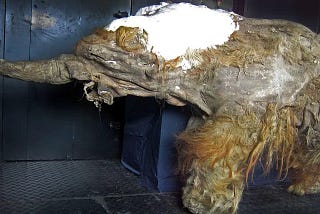 El misterio de los fósiles de mamut, descubiertos congelados en Siberia