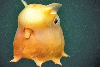 The Rare Dumbo Octopus, Grimpoteuthis