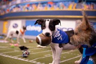NFL LIVE Puppy Bowl 2020 Live Stream FREE Kitten Bowl FooTball GaMe
