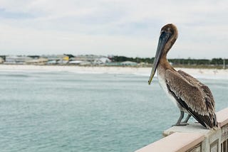 Experience Luxury at 30a Rosemary Beach