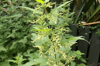 A tale of the sting: Celebrating nettles