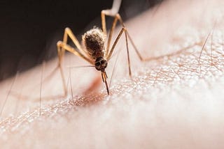 What If the World had No Mosquitoes…