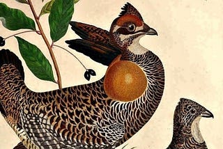 Heath Hens: Booming Ben and the End of a Species