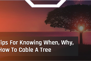 5 Tips For Knowing When, Why & How To Cable A Tree