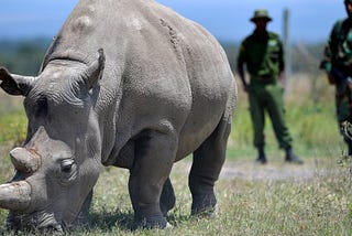 Northern White Rhinos: One Last Chance.