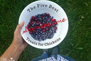 The Five Best Summertime Treats for Chickens