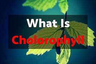 Proven Health Benefits Of Chlorophyll