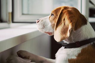 CBD Oil for Dogs With Separation Anxiety: Does It Really Work?