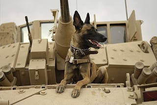 10 Bravest Military Dogs of All Time