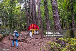 Forest Bathing: Welcome To The Outdoors