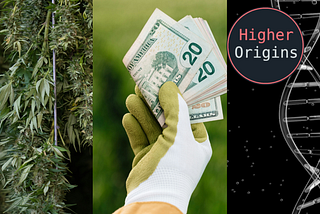 Ideal Cannabis Economics Part 1: Cultivation and Genetics