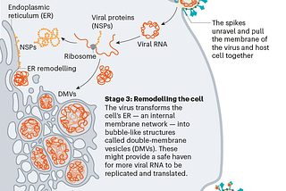 Understanding COVID Vaccines