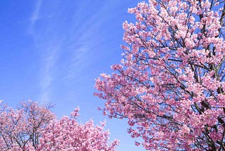 Under the Canopy of Pink Blossoms