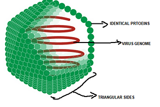 There are more than one type of viruses..