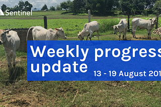 📝 Weekly Progress Update — 13 to 19 Aug
