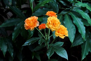 Aku Belajar Sabar (dan Satu Hal Penting Lainnya) Selama Berkebun